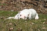 DOGUE ARGENTIN 521